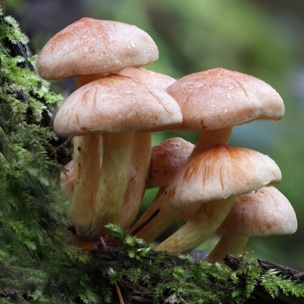 FSS Songyi Mushroom Extract PF